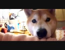 うちの、見つめてくる柴犬くん