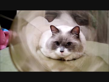 透明トンネルでキラキラ