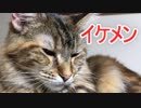 猫(ももこ)セレクション