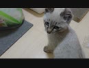 格闘猫