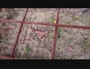 きゅうり栽培実況vol.65   H30秋14   イノシシ急襲！！
