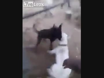 犬の喧嘩を止めようとした悲劇