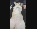 【しっぽ】①お手入れしてやんよ（肉球の間）【corgi】
