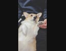 【しっぽ】②お手入れしてやんよ（爪切ります）【corgi】