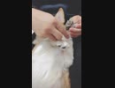 【しっぽ】③お手入れしてやんよ（ヤスリで滑らかに！）【corgi】