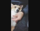 【しっぽ】④お手入れしてやんよ（仕上げ）【corgi】