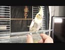 オカメインコにクリスマスプレゼントを作ってあげた～2018～