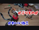 猫にフルーツ帽子をかぶっていただきました。