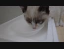 水分補給猫