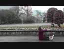 レディーレ 踊ってみた【いちの】