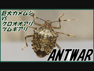 巨大カメムシVSクロオオアリ・ツムギアリ