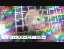 ポレン6　第96試合 【 7日目】
