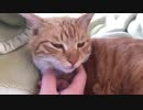 【ティーガー】愛猫の喉を撫でるだけ③