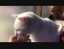 【フブキ】愛猫の頭を撫でるだけ