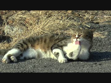 釣り...時々ハンター