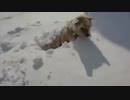 雪に埋まって寝る犬