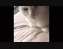 【フブキ】愛猫の頭を撫でるだけ②