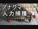 【狩猟】アナグマ人力捕獲からの…　新米猟師のハンターライフ