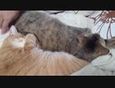 拾いねこ＠生後2367/2334日目　いやホントもうなんだ・・可愛いとしか言いようがない！