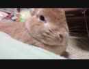 ヾ(・ω・*)なでなで