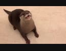 来年の抱負を語ってくれたけどカワウソ語だから何をいってるか分からない