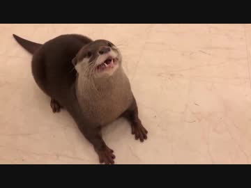 来年の抱負を語ってくれたけどカワウソ語だから何をいってるか分からない