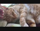 【ティーガー】愛猫の頭を撫でるだけ③