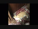 【ティーガー】愛猫と猫じゃらしで遊ぶだけ