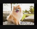 米津犬種「Waon」