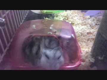 寝正月（ハム）