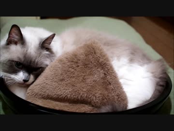 年越したぬこきつね蕎麦