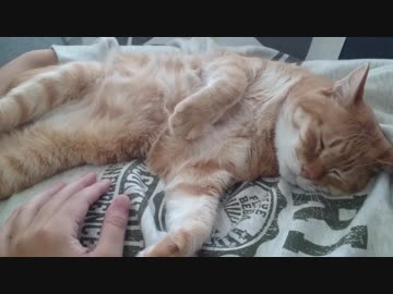 拾いねこ＠生後2368/2335日目　パパのお腹の上は落ち着くのです