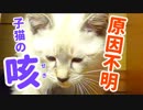 子猫、原因不明の咳が毎晩続く【考えられる原因とその後について】