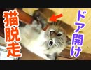 子猫がドアの開け方を覚えてしまいました…
