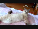 落ちてた子猫にそっと近づいたら急に襲われた…泣