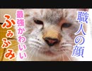 究極の職人芸にメロメロ…子猫がパン生地をこねる
