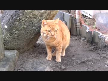 【ゾンビランドサガ】鶏肉を食べに行く動画④【宝当神社参拝】