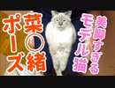 日本一の美脚ネコがこれ見よがしに長い脚を見せつけてきます