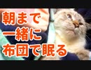 飼い主の布団に入ってきて一緒に眠る子猫と迎える朝が最高すぎた