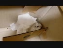 【ハムスター】おもちのもちもち活動その9　ティッシュバリバリ(声なし)