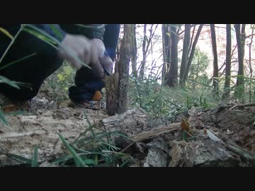 外来種を食べに行こう！【#7銀杏】