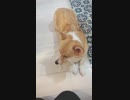 【しっぽ】大晦日のコーギーさん【corgi】
