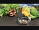 年越しそばを食べるインコ