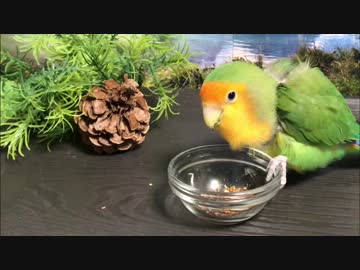 年越しそばを食べるインコ