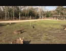 A.V. in Nara Park