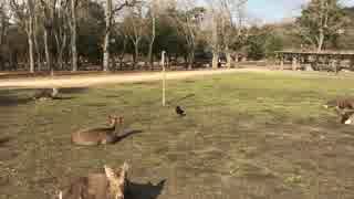 A.V. in Nara Park