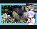 【慶良間④（沖縄県）】ゆかりさんとダイビングしませんか？