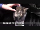 【生後094~101日】伊勢'sの体重測定【蒼民家の猫々】