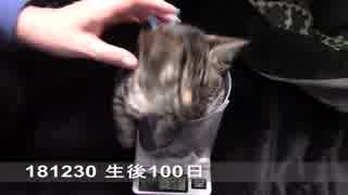 【生後094~101日】伊勢'sの体重測定【蒼民家の猫々】