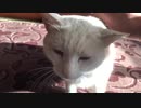 【フブキ】愛猫の頭を撫でるだけ④